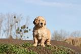 GOLDEN RETRIEVER 009